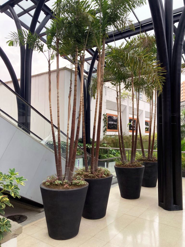 Madison planters with trees in mall
