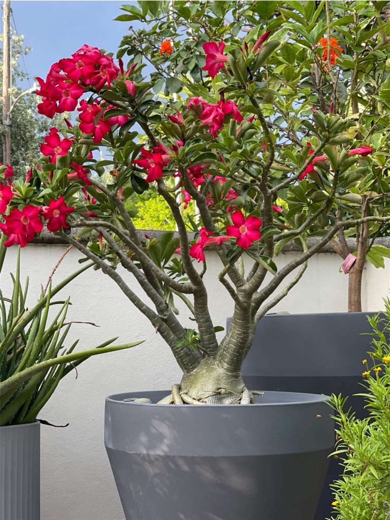Rim planter with tree inside